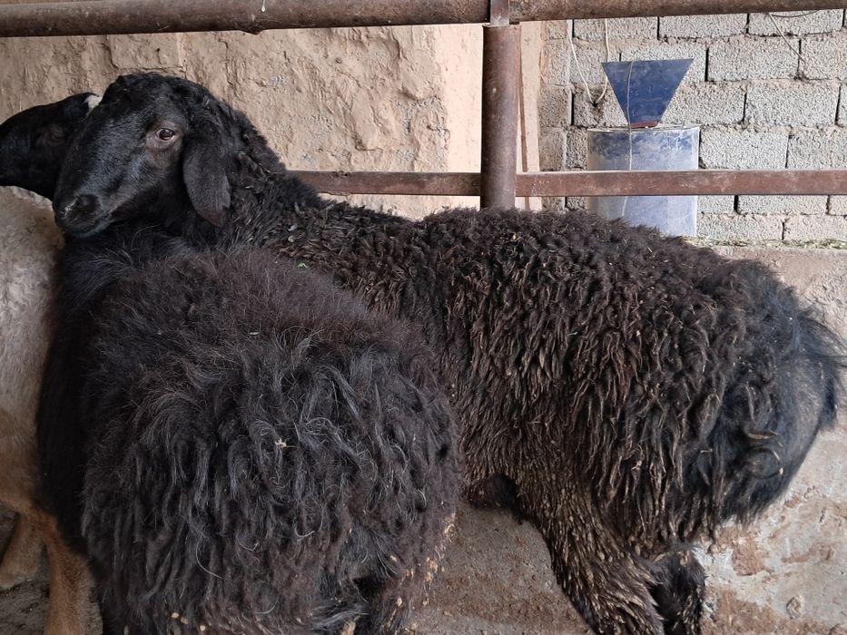 Кучкорлар сотилади хонадонда бокилган келиштириб берамиз