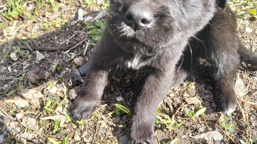 Отдам даром щенят