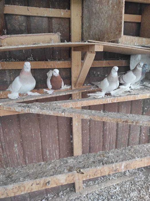 Продам хороших голубей с игрой.