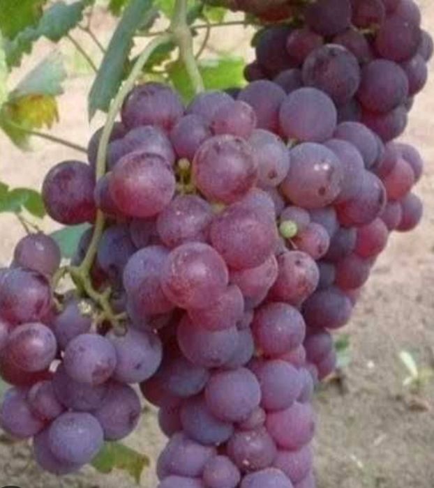Vând struguri de vin