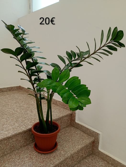 Семпервивум / Кактус Мамилария//Епипремнум Neon/Aureum /Замиокулкас/Ешеверия/Каланхое/ Антуриум/Оксалис