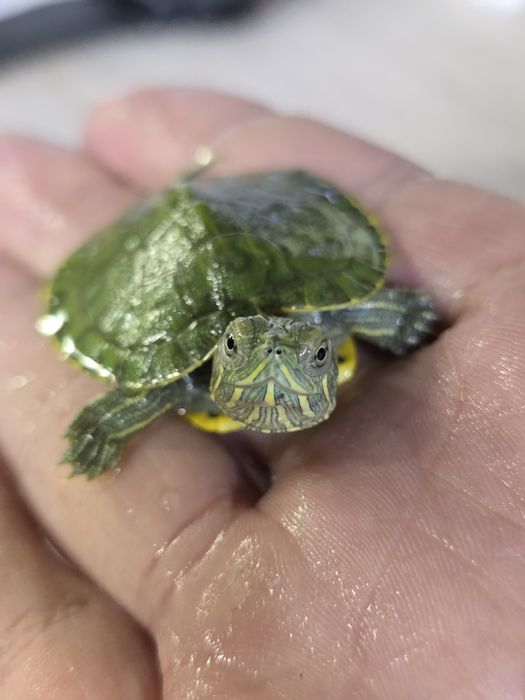 Красноухие черепахи