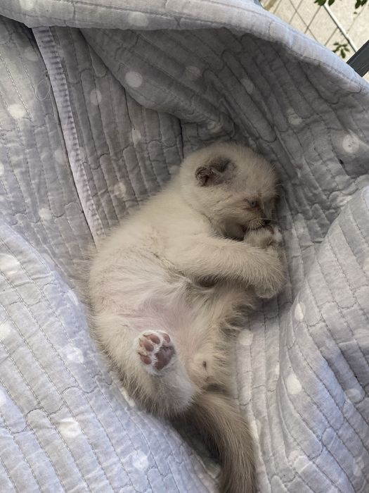 Кота в хорошие руки