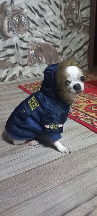 Костюмы на чихуахуа