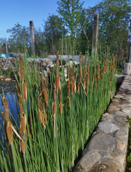 Plante de iaz, iris de balta, plutica, iarba broastei, papura pitica