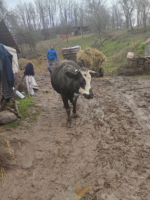 Vaca de-a fata preț negociabil