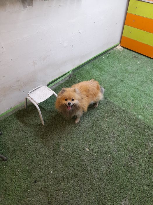 Собака продаётся