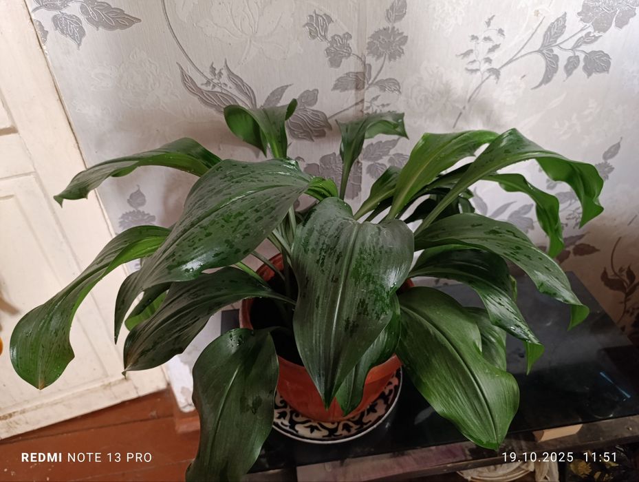 Цветы на 11 декабря. Эухарис - Амазонские лилии.