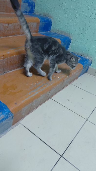 Шотландский котенок бесплатно