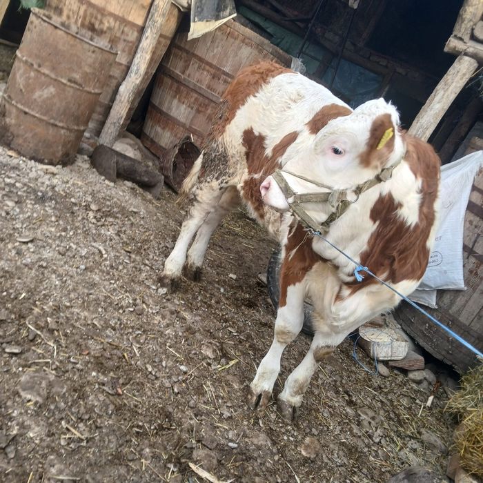 Vând 3 vitele Baltata romaneasca