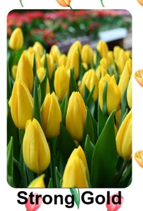 Тюльпаны (доставка на дом, предзаказ)