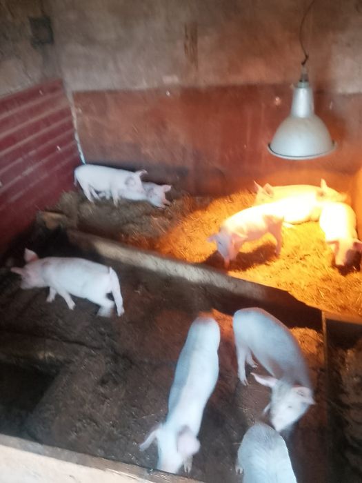 Поросята двухмесячные