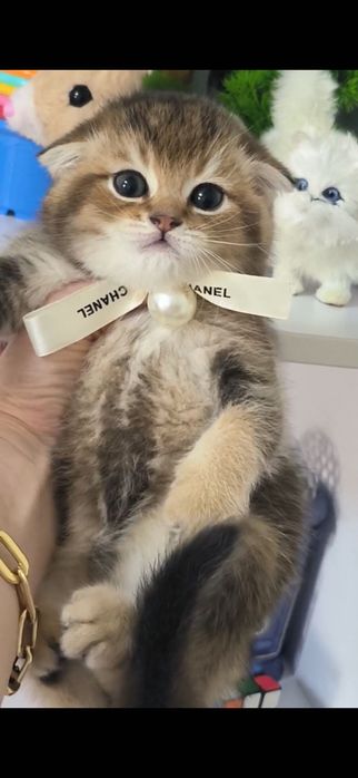 Продам котенка скоттиш-фолд
