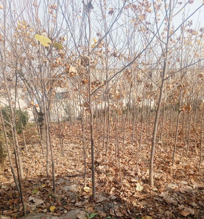 Тюльпанное дерево – лола дарахт сотилади