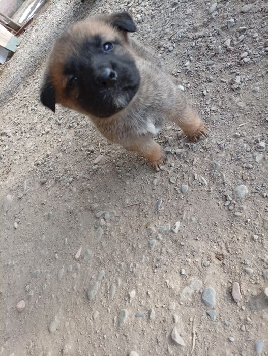 Отдам щенков в добрые руки