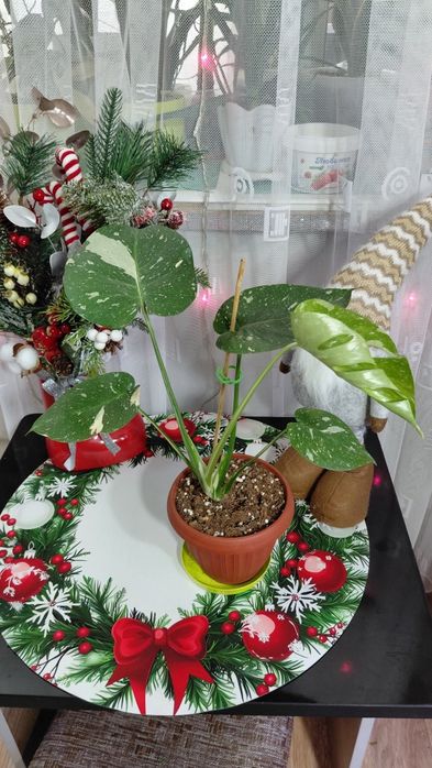 Монстера Тайское созвездие.