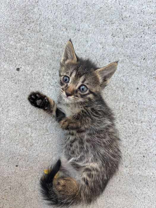 Котята ищут своих хозяев.