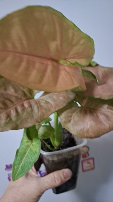 Продам комнатные цветы