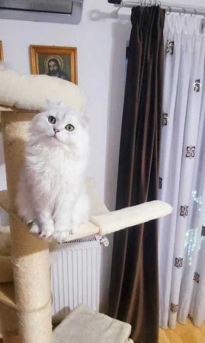 Scottish fold baiat cu pedigree wcf