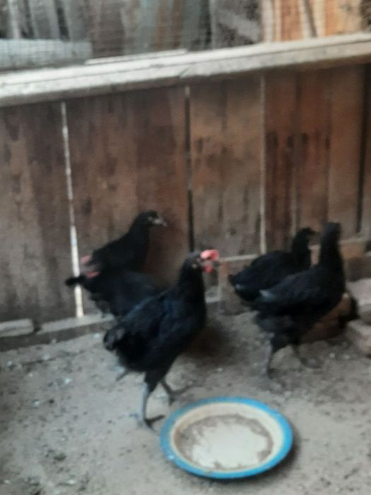 Продаются  куры породы черный принц