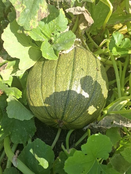 Продам тыкву с дачи.