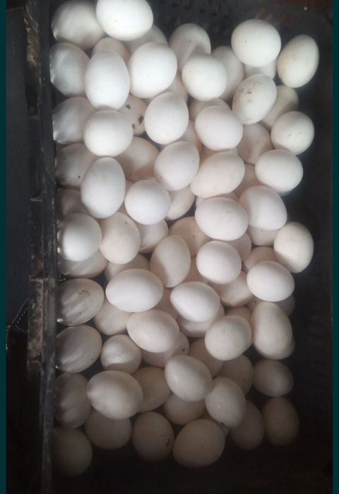 Куры Несушки      .