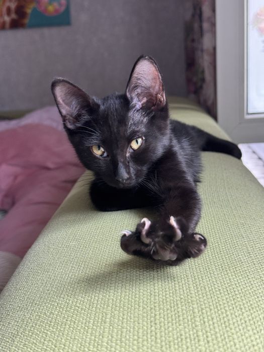 Котенок Кексик ищет дом