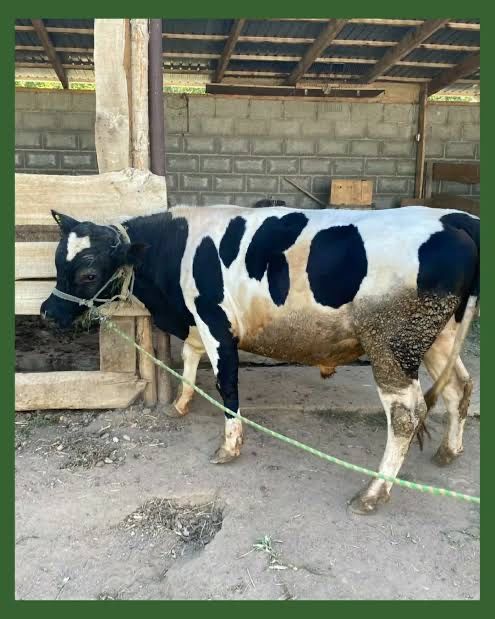 Ресей жұлдызы қатысқан жалаңаш кештен порно фото