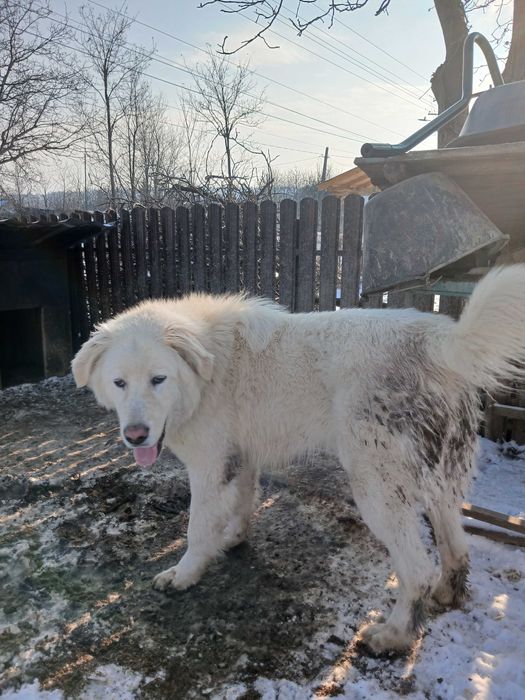 Isi cauta o noua casa