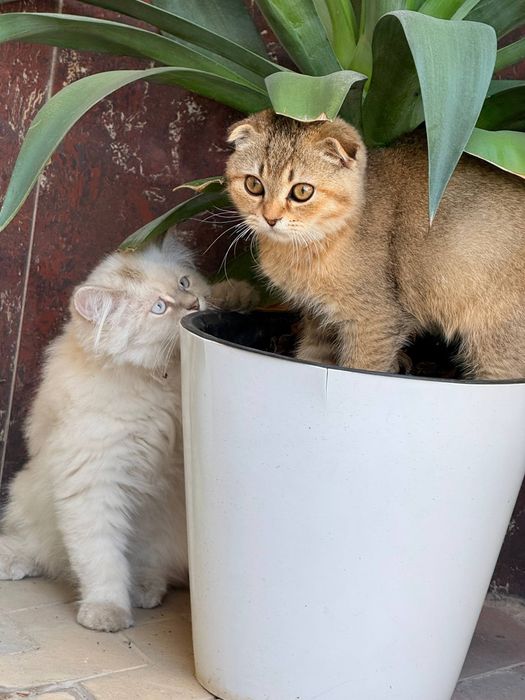 Кощка(мушук)шиншила