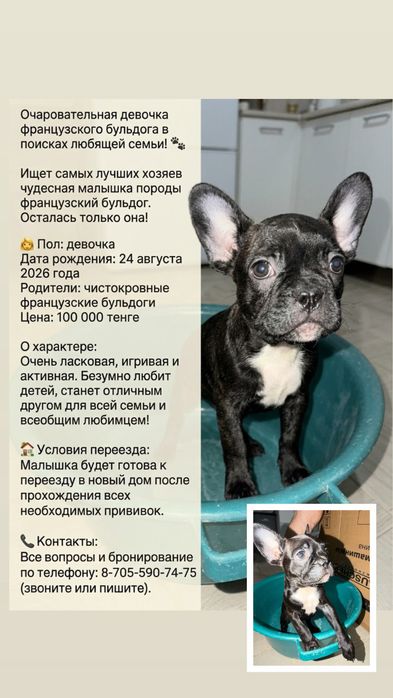 Французский бульдог