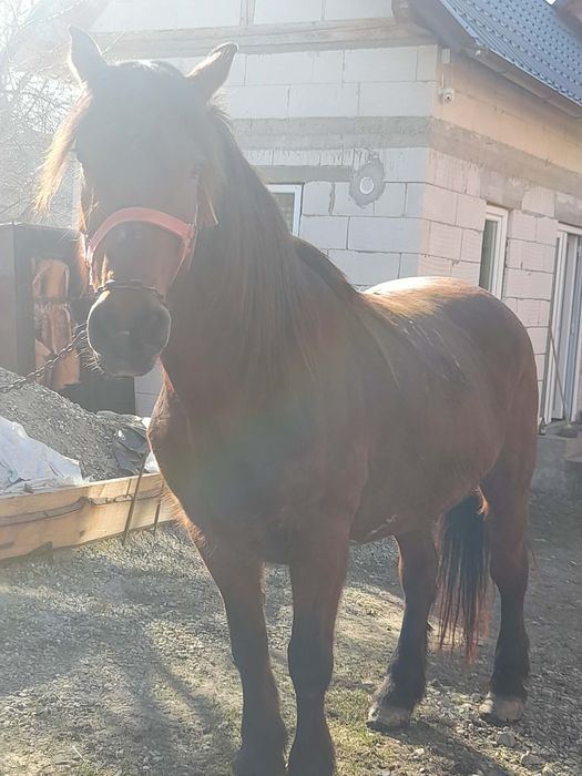 Vând iapă de 9 ani cu acte garantată de tras