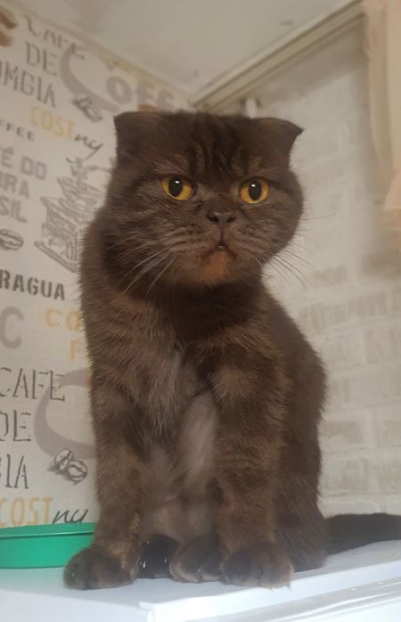 Отдам в добрые руки кошку