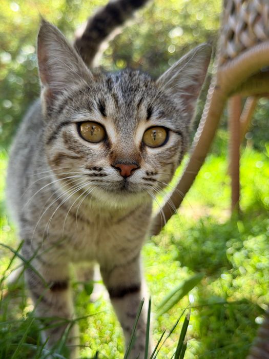 Отдам даром кошку