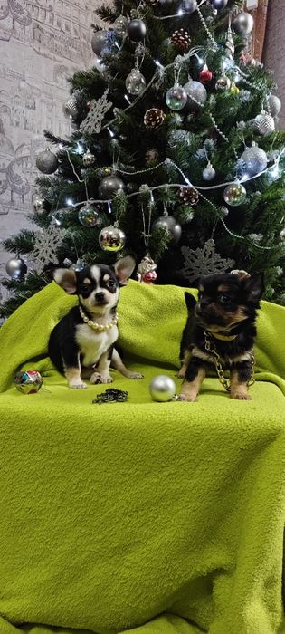 Продам щенков чихуахуа