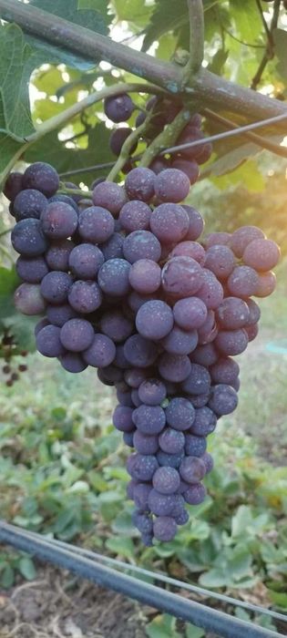 Butași de vită de vie de anul 2 și de anul 3