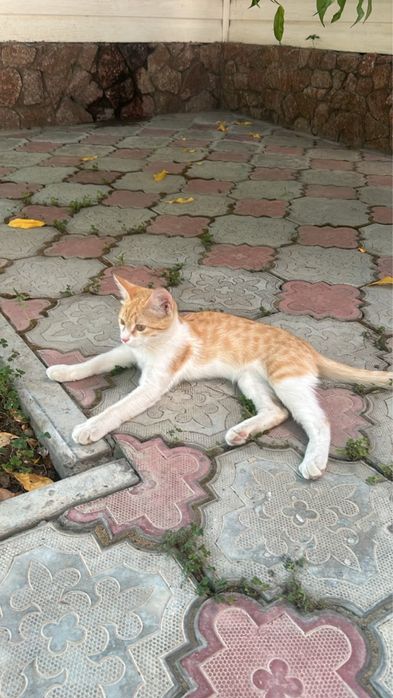 Кот бесплатно…..