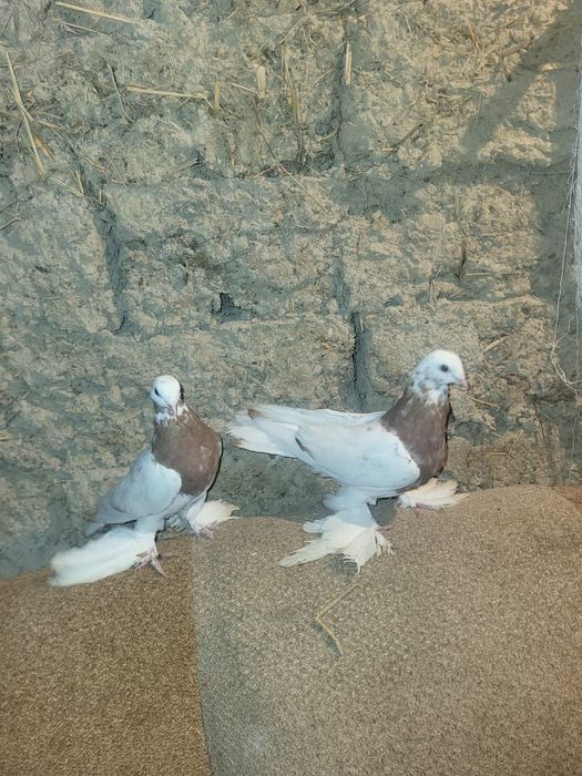 Голуби игравые нада гонят