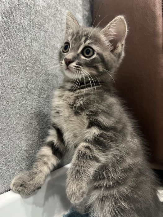 Британец 3 месяца