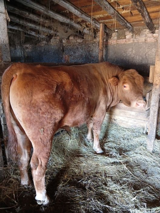 Бык Ангус 2 года