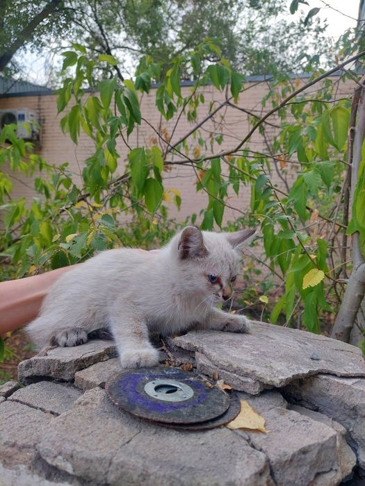Сиамский котенок
