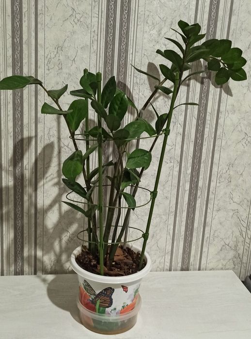 Продам замиокулькас