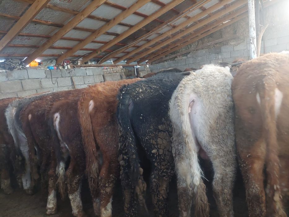 Продаются  бычки