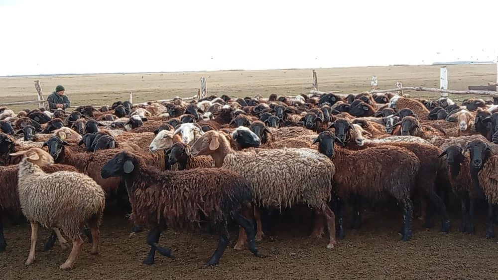 Продам баран овцематок