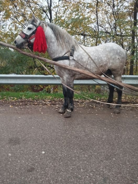 Cal de vânzare Armăsar