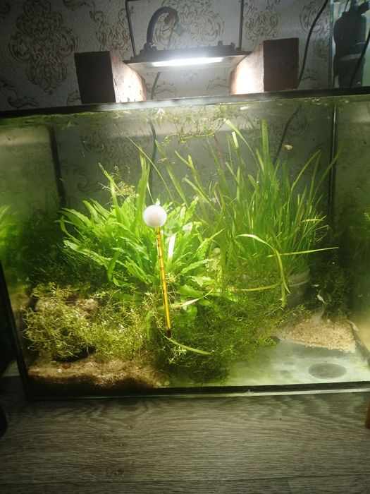 Растения криптокорины