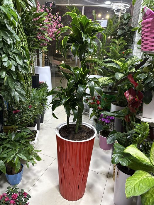 Комнатный ростения