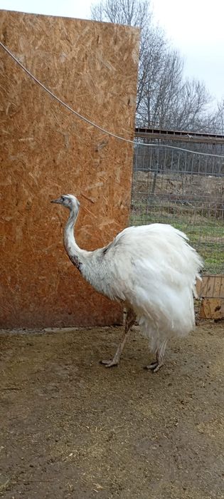 Se vand struti Nandu !