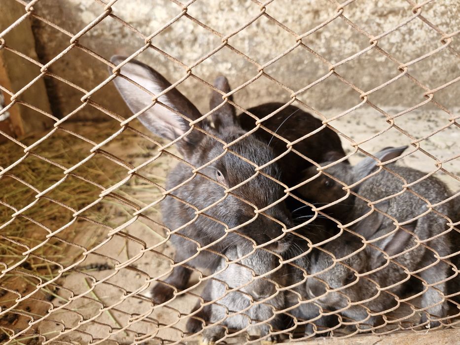 Quyon 10 ta bolasi bor