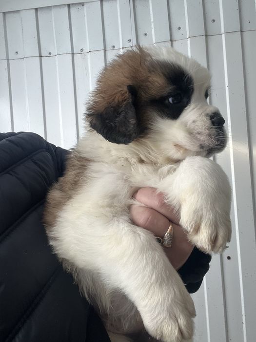 Продаем щенков сенбернара